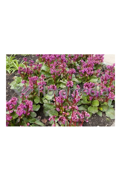 Bergenia sercolistna 'Eroica' Bergenia cordifolia