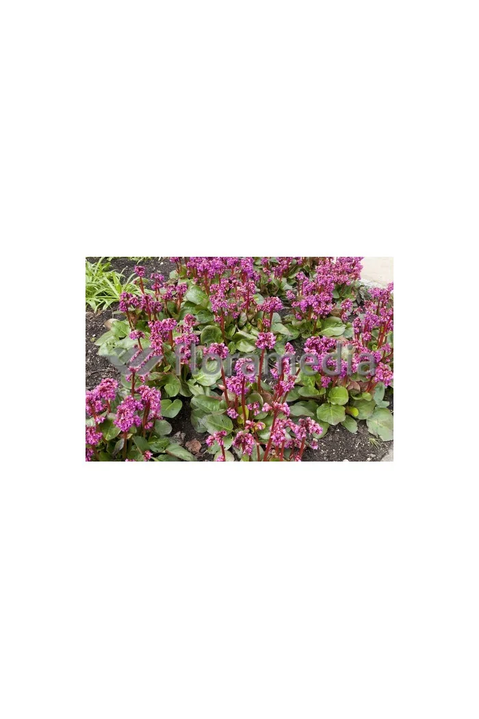 Bergenia sercolistna 'Eroica' Bergenia cordifolia