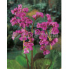 Bergenia sercolistna 'Eroica' Bergenia cordifolia