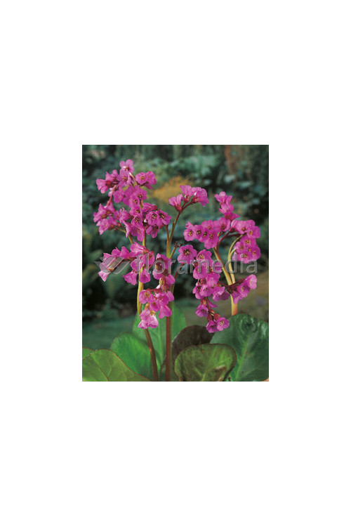 Bergenia sercolistna 'Eroica' Bergenia cordifolia