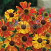 Dzielżan ogrodowy 'Waltraud' Helenium