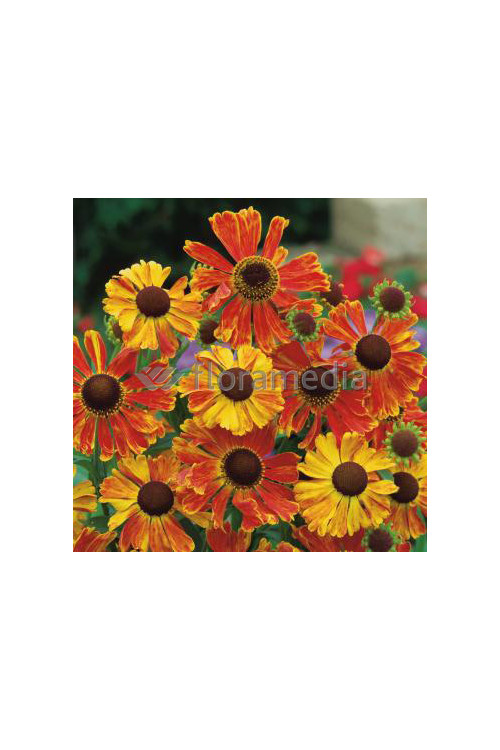 Dzielżan ogrodowy 'Waltraud' Helenium