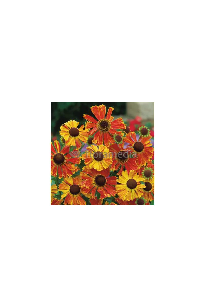 Dzielżan ogrodowy 'Waltraud' Helenium