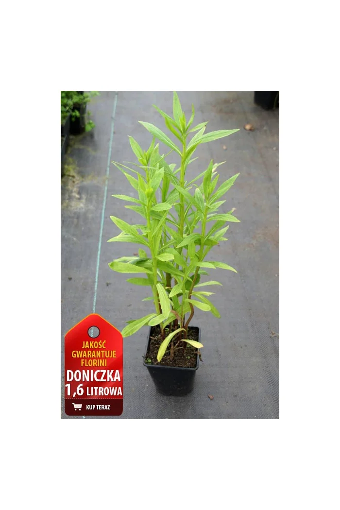 Dzielżan ogrodowy 'Waltraud' Helenium