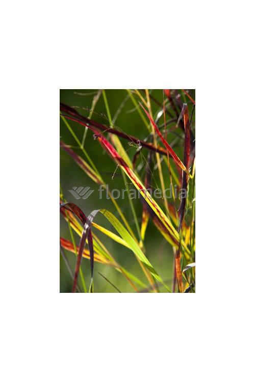 Proso rózgowate 'Red Cloud' | Panicum virgatum