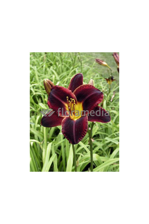 liliowiec, hemerocallis