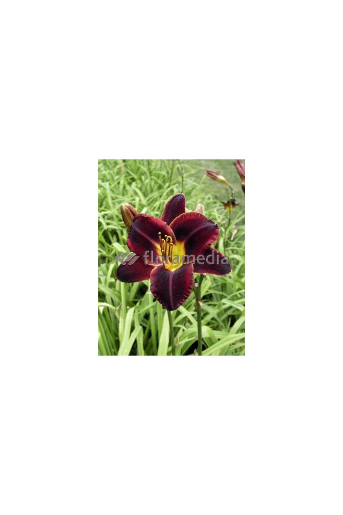 liliowiec, hemerocallis