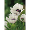 Mak orientalny 'Royal Wedding' Papaver orientale
