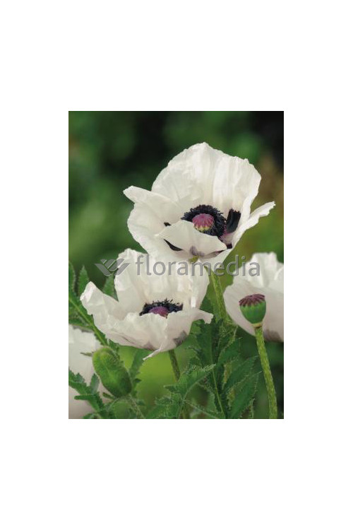 Mak orientalny 'Royal Wedding' Papaver orientale