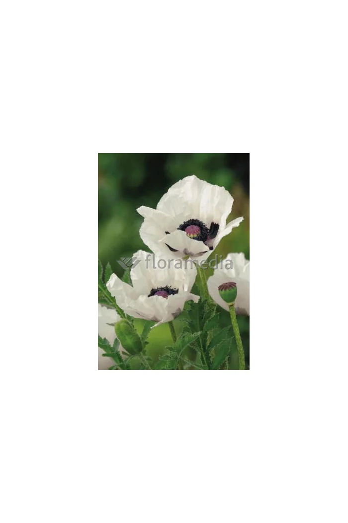 Mak orientalny 'Royal Wedding' Papaver orientale