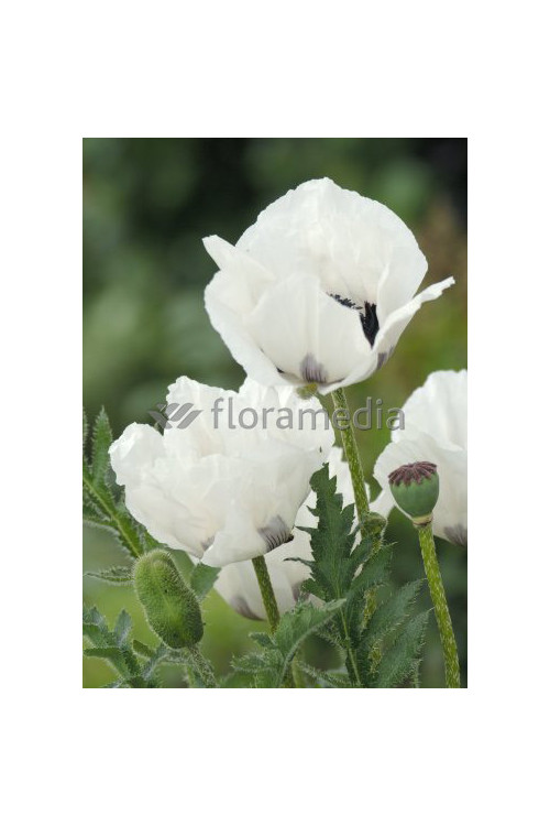 Mak orientalny 'Royal Wedding' Papaver orientale