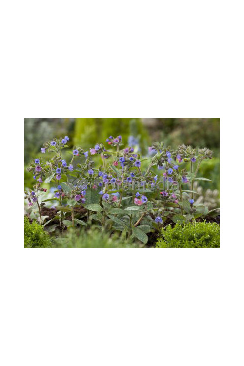 Miodunka 'Mrs. Moon' | Pulmonaria