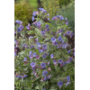 Miodunka 'Mrs. Moon' | Pulmonaria