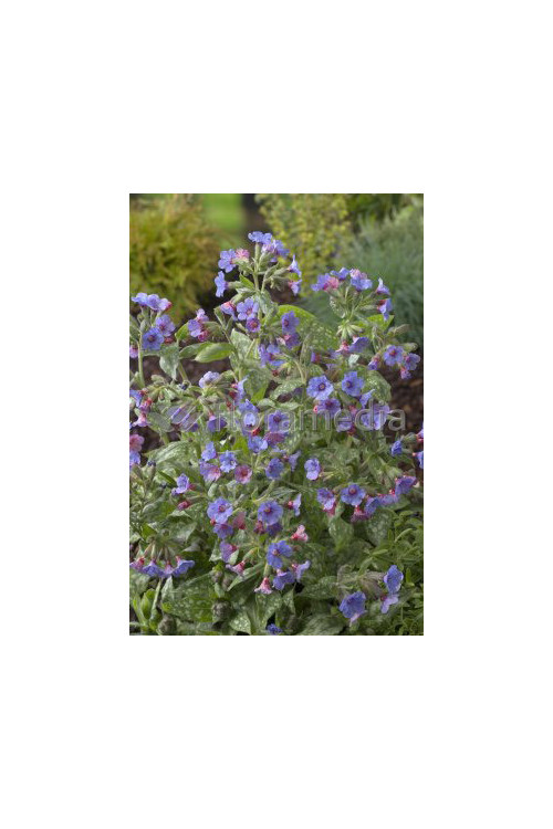Miodunka 'Mrs. Moon' | Pulmonaria