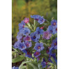 Miodunka 'Mrs. Moon' | Pulmonaria