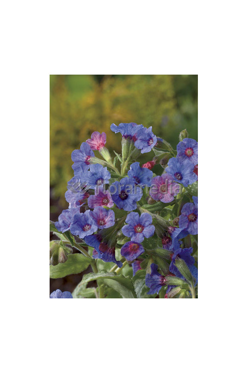 Miodunka 'Mrs. Moon' | Pulmonaria