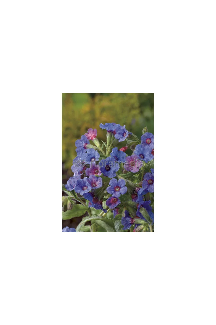 Miodunka 'Mrs. Moon' | Pulmonaria