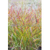 Proso rózgowate 'Red Cloud' | Panicum virgatum