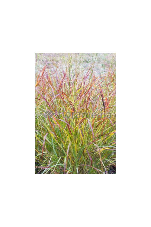 Proso rózgowate 'Red Cloud' | Panicum virgatum