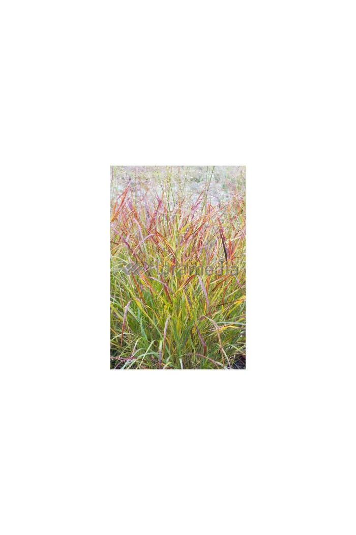 Proso rózgowate 'Red Cloud' | Panicum virgatum