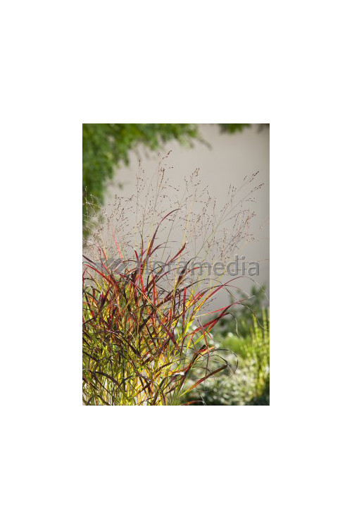Proso rózgowate 'Red Cloud' | Panicum virgatum