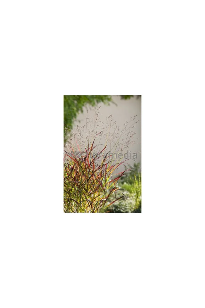 Proso rózgowate 'Red Cloud' | Panicum virgatum