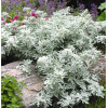 Bylica Stellera 'Silver Brocade' | Artemisia stelleriana
