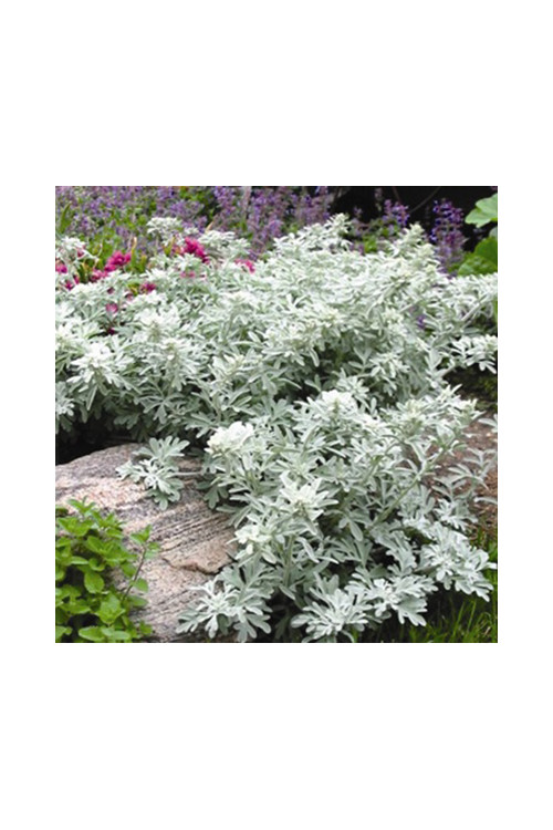 Bylica Stellera 'Silver Brocade' | Artemisia stelleriana