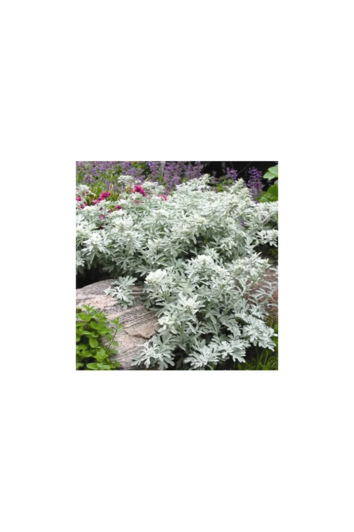 Bylica Stellera 'Silver Brocade' | Artemisia stelleriana
