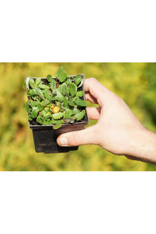 Dębik Suendermanna | Dryas suendermanii