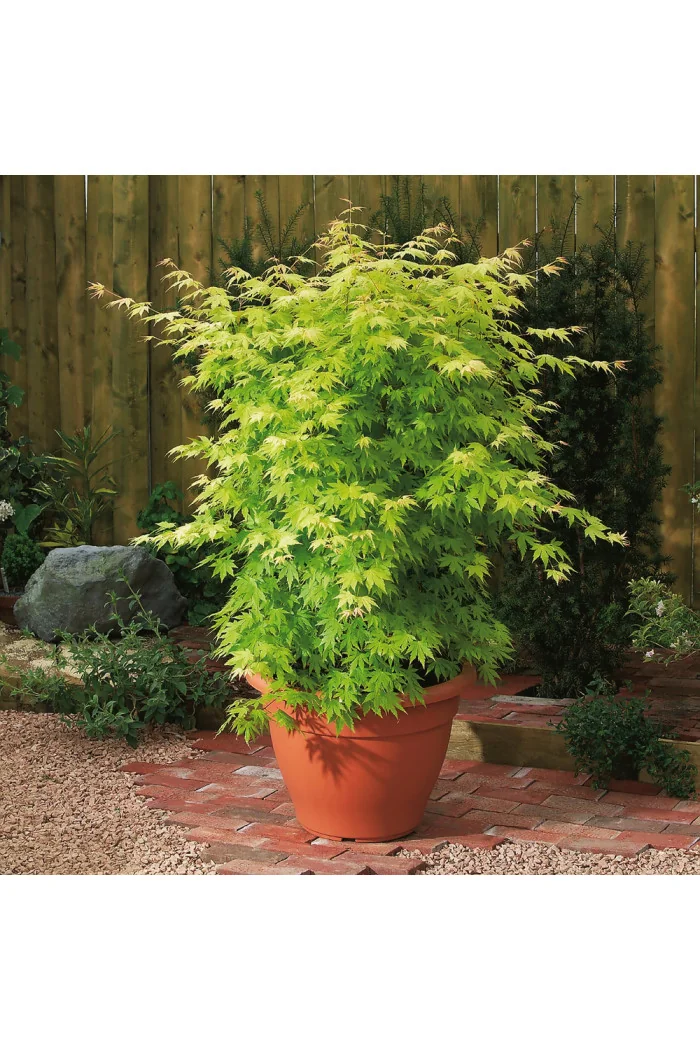 Klon palmowy 'Orange Dream' | Acer palmatum
