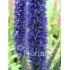 Przetacznik 'Royal Candles' | Veronica spicata