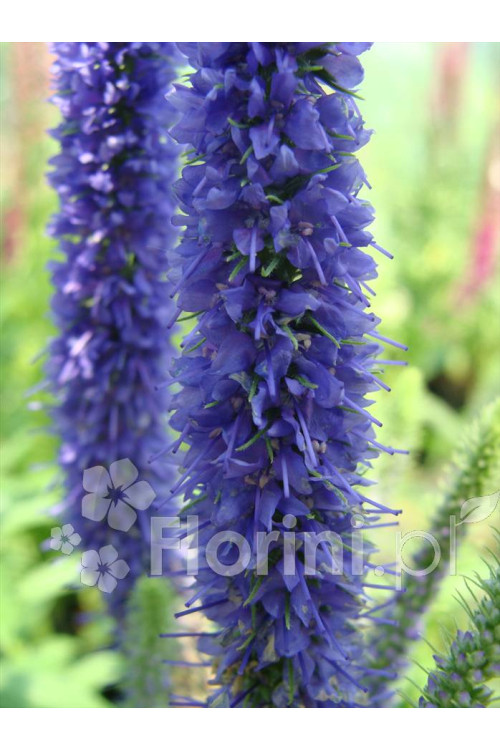 Przetacznik 'Royal Candles' | Veronica spicata