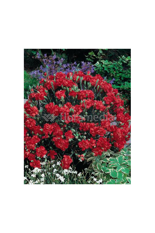 Goździk postrzępiony 'Heidi' Dianthus plumarius