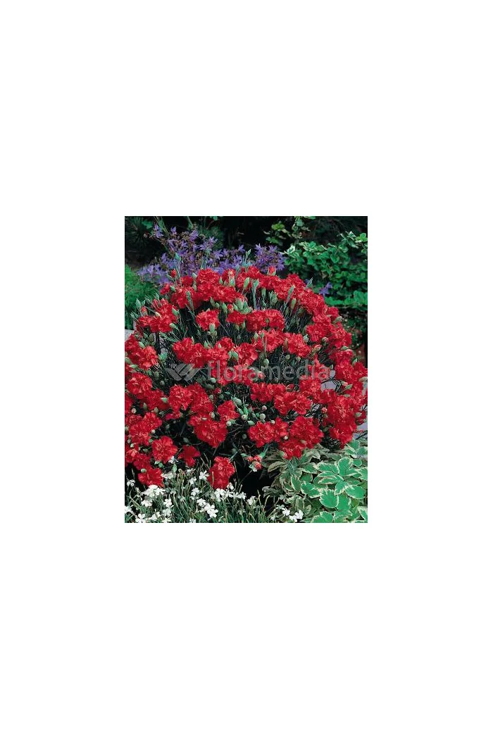 Goździk postrzępiony 'Heidi' Dianthus plumarius