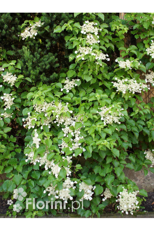 Hortensja pnąca | Hydrangea petiolaris