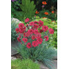 Goździk postrzępiony 'Heidi' Dianthus plumarius