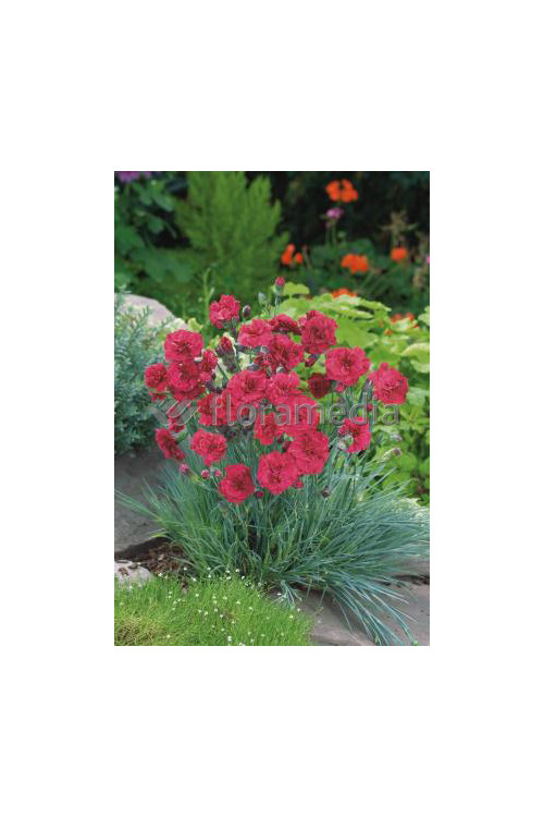 Goździk postrzępiony 'Heidi' Dianthus plumarius