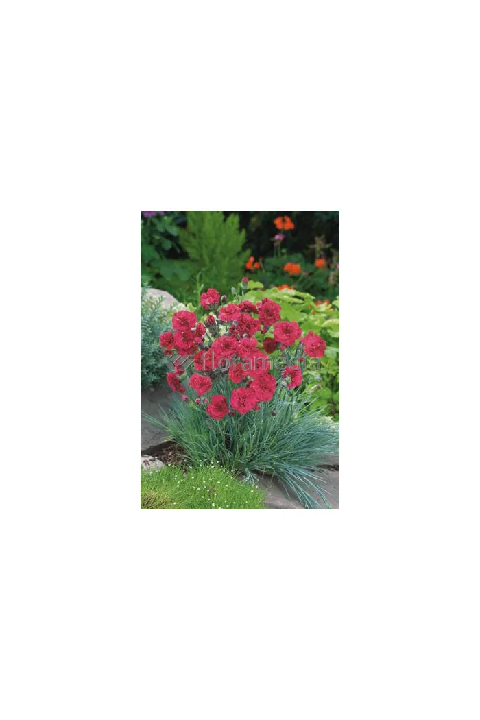 Goździk postrzępiony 'Heidi' Dianthus plumarius