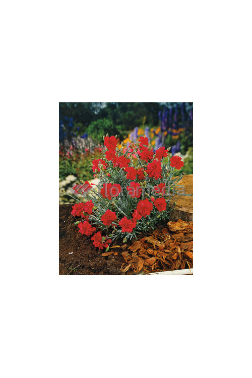 Goździk postrzępiony 'Heidi' Dianthus plumarius