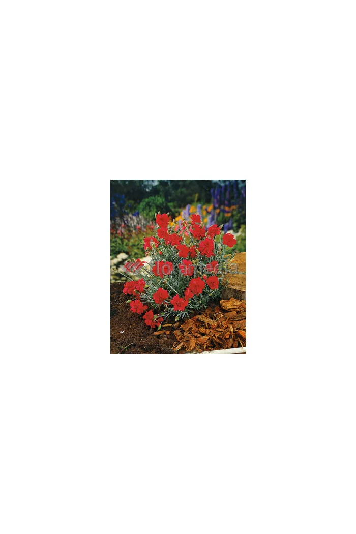 Goździk postrzępiony 'Heidi' Dianthus plumarius