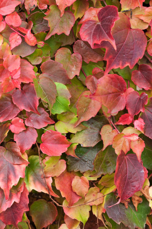 Winobluszcz trójklapowy 'Veitchii' [szczepiony!] | Parthenocissus tricuspidata