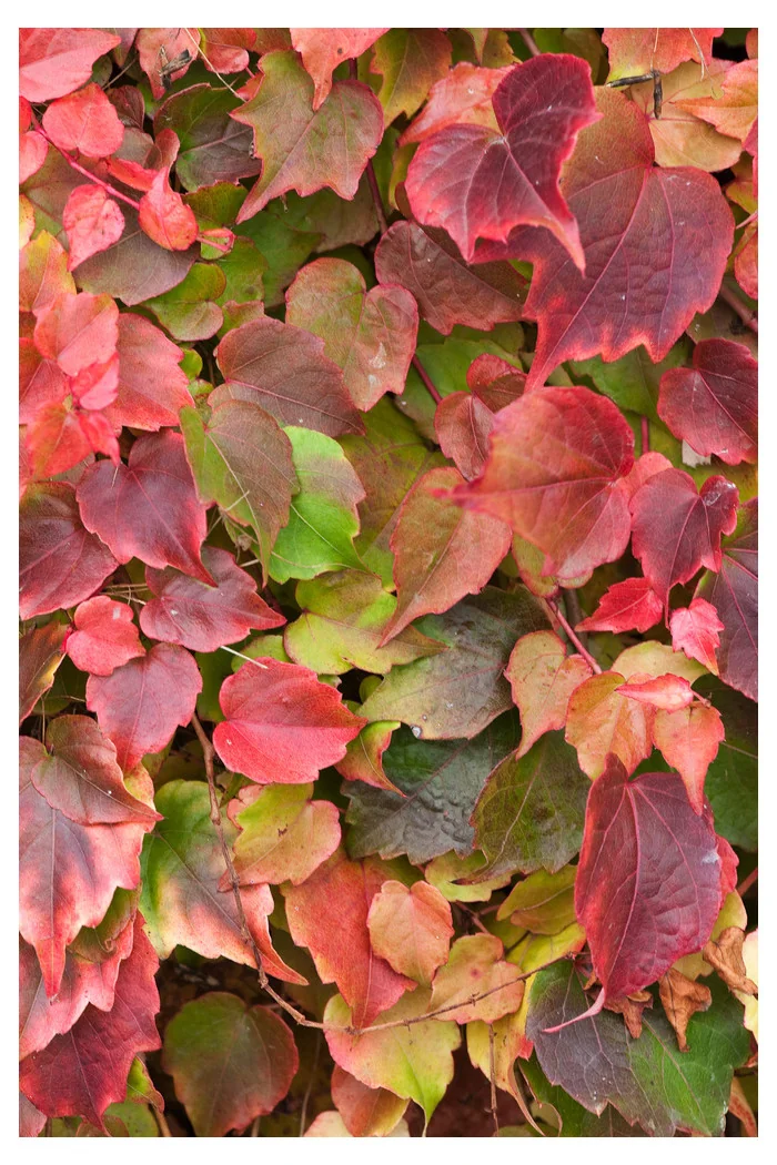 Winobluszcz trójklapowy 'Veitchii' [szczepiony!] | Parthenocissus tricuspidata