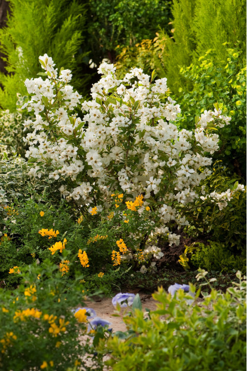 Obiela mieszańcowa 'Niagara' Exochorda macrantha