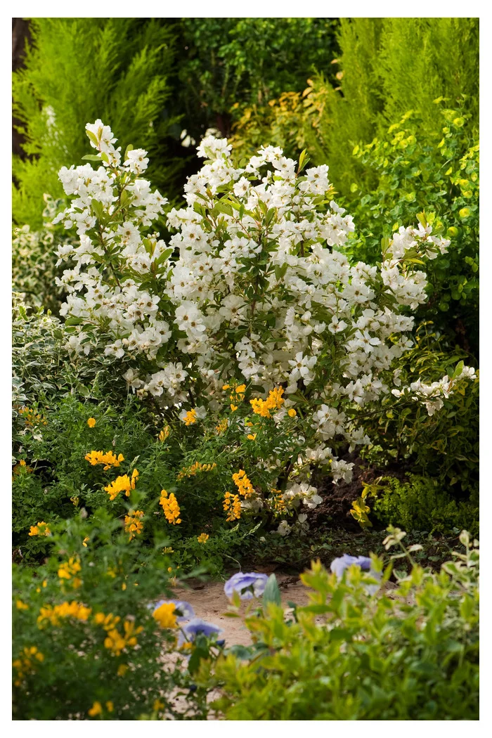 Obiela mieszańcowa 'Niagara' Exochorda macrantha