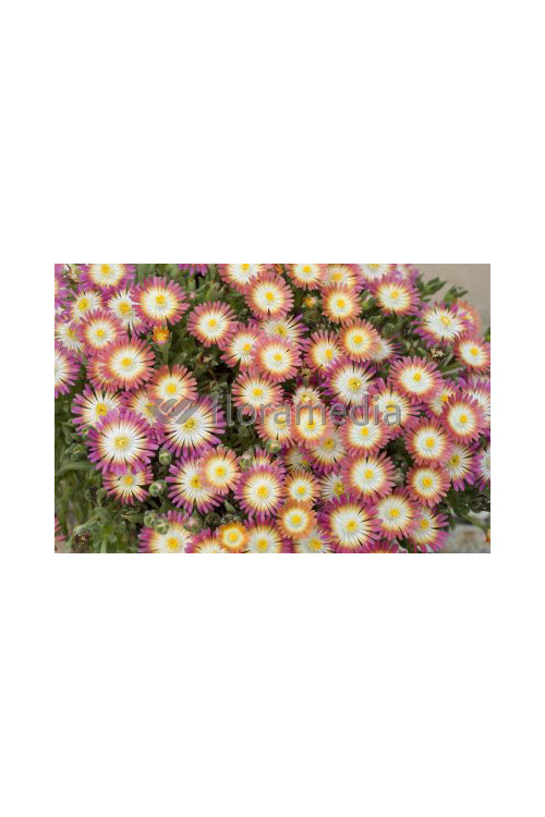 Słonecznica 'Jewel of Desert Ruby' Delosperma