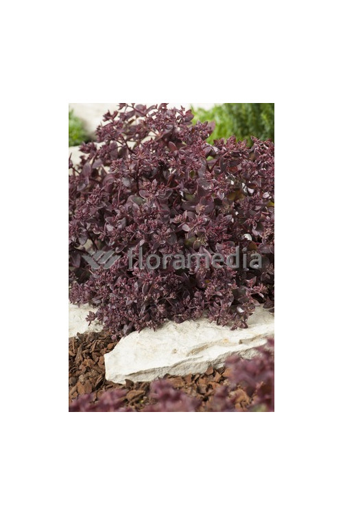 Rozchodnik wielki 'Chocolate Drop' Sedum telephium