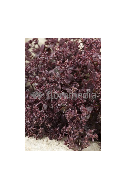 Rozchodnik wielki 'Chocolate Drop' Sedum telephium