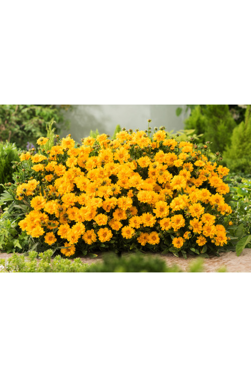 nachyłek, nachyłek wielkokwiatowy, nachyłek presto, coreopsis, coreopsis presto, bylina na słońce