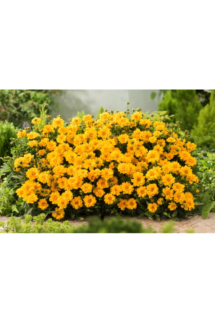 nachyłek, nachyłek wielkokwiatowy, nachyłek presto, coreopsis, coreopsis presto, bylina na słońce